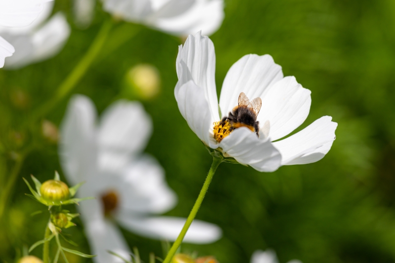 Ryton Organic Gardens